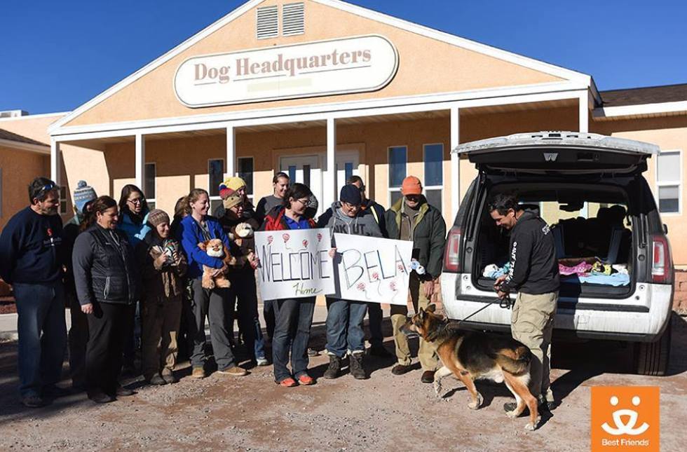 Salvan a perro que Difunto dueño pidió lo sacrificaran para mezclar sus cenizas juntos!