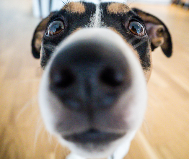 Sabías el olfato de un perro es 60 veces más poderoso que el del humano?