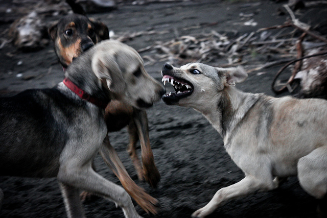 10 tips de supervivencia en caso que ataquen a tu perro