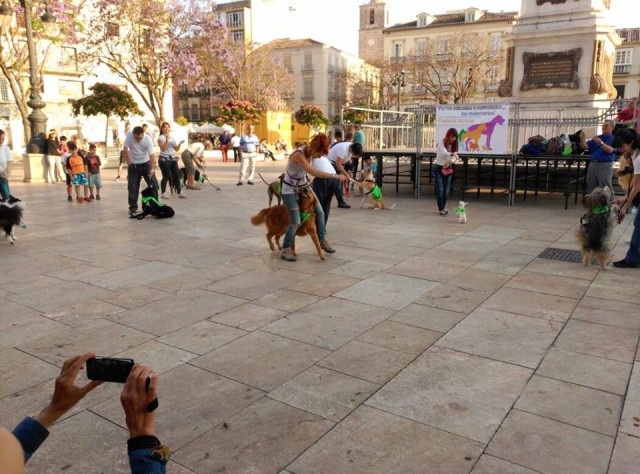 Foto_Flashmob_España_Perros 1