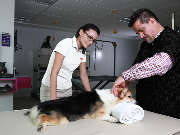 Inaguran primera especialidad en fisioterapia para mascotas