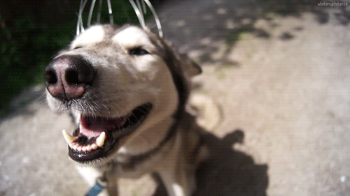 5 señales que tu perro es feliz (contigo) - Todos