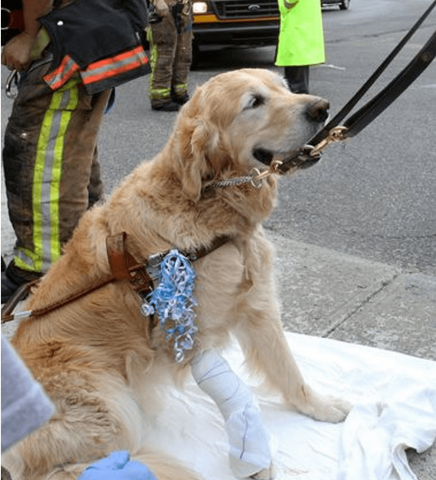 Perro salta enfrente de autobús para salvar a su dueña ciega