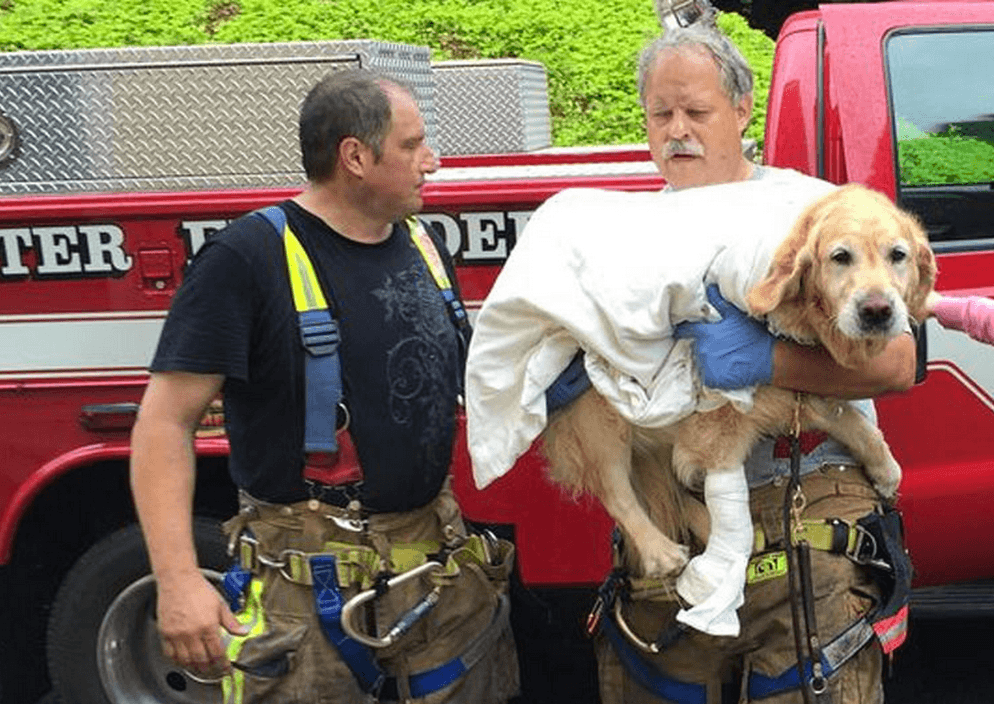 Perro salta enfrente de autobús para salvar a dueña ciega