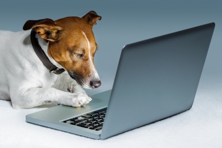 5 Ventajas y desventajas de comprar comida para tu perro por Internet