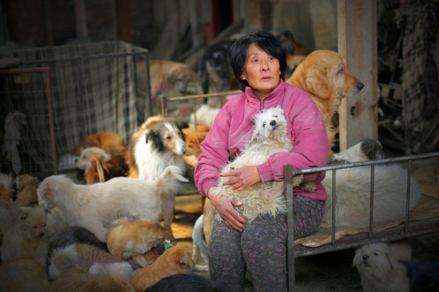 mujer salva perros en china 2