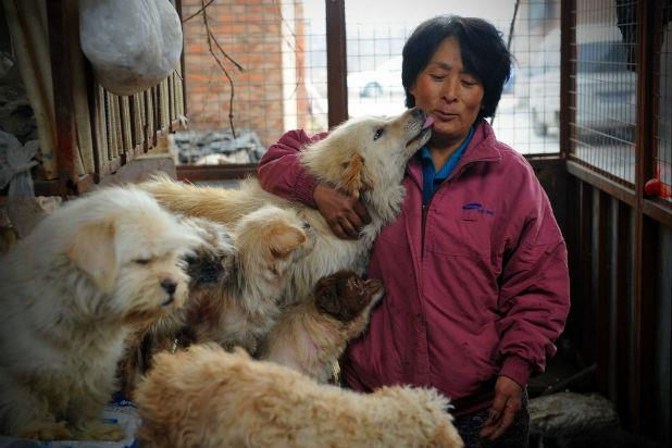 mujer salva perros en china