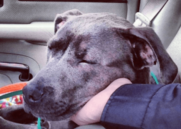 10 fotos de perros que no se la creen después de ser adoptados