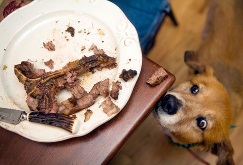 11 alimentos que nunca debes dar a tu perro