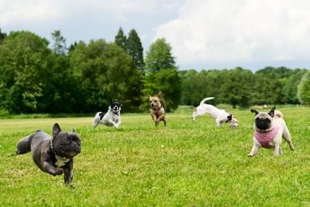 ¡Datos increíbles de estas razas de perros! Parte I
