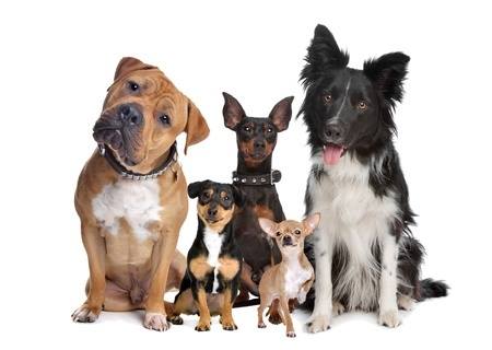 ¡Datos increíbles de estas razas de perros! Parte 2