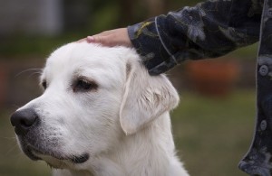 Cuidando perro