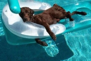 Perro en piscina