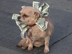 Perro con dinero