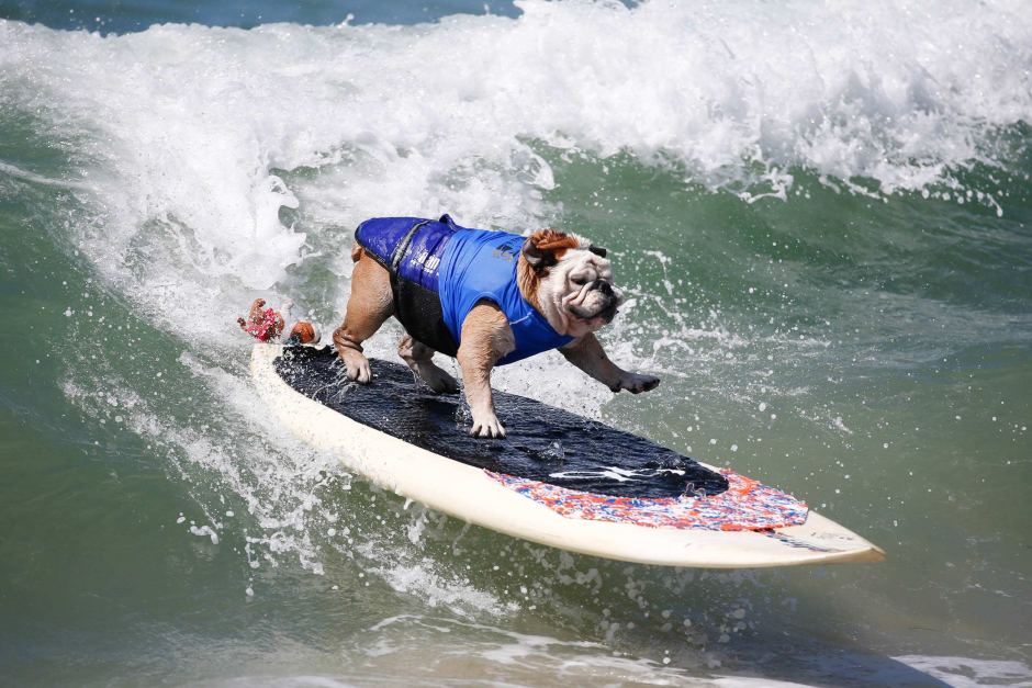 ¿Ya conoces el Campeonato de surf para perros?