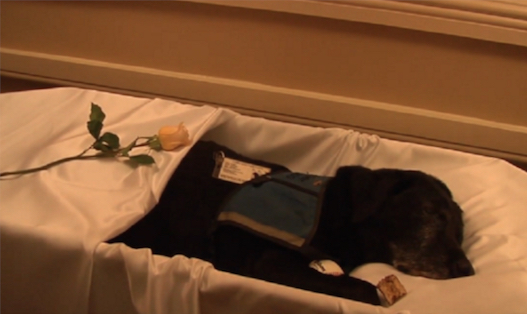 Dan funeral que se merece a Perro terapeuta de Funeraria que ayudaba con la perdida humana