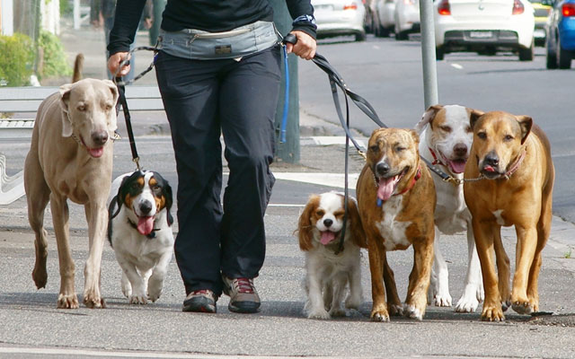 4 cosas que debes saber antes de confiar tu perro a un paseador de perros