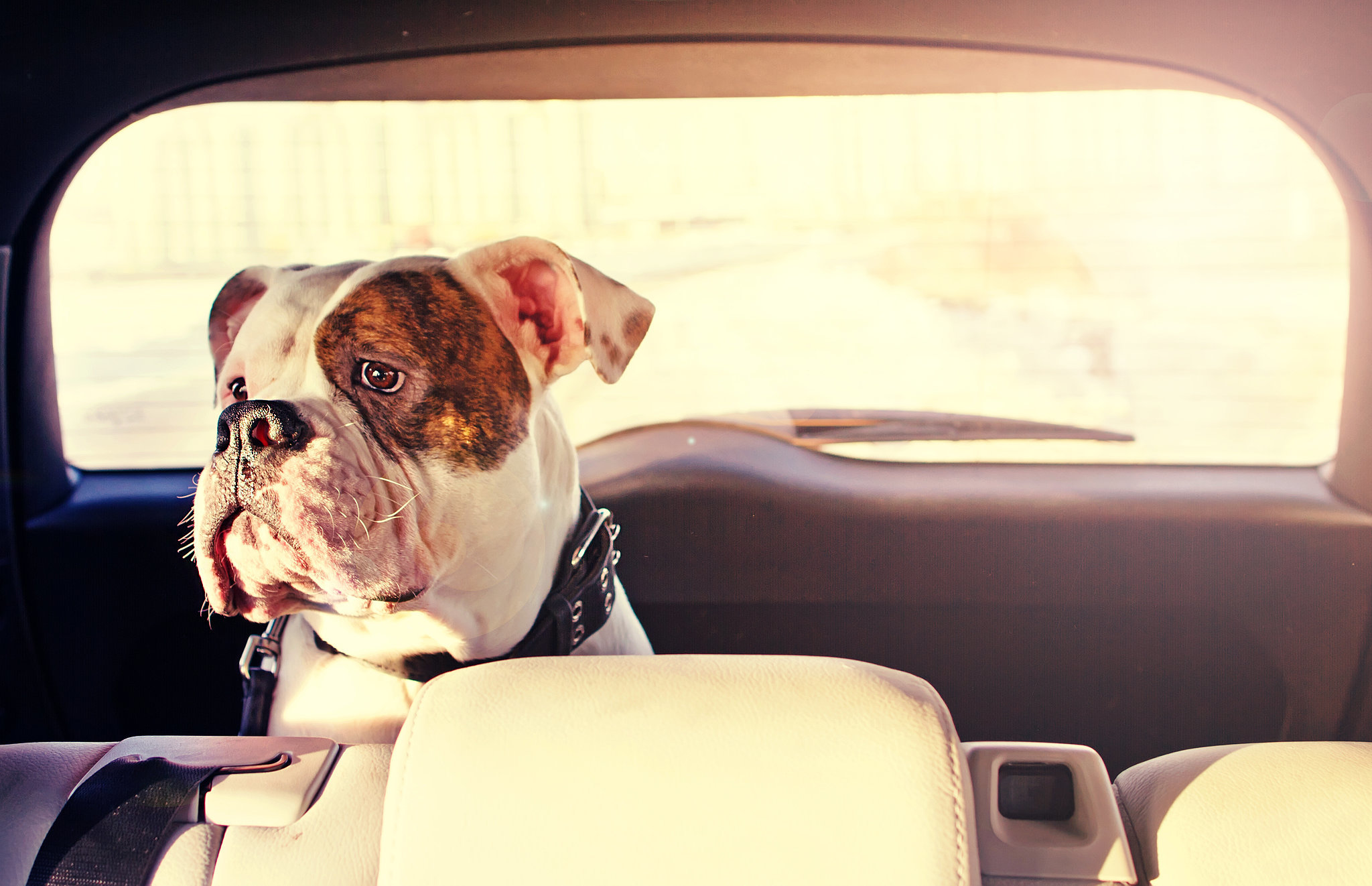 8 cosas que debes hacer si ves a un perro encerrado dentro de un automóvil