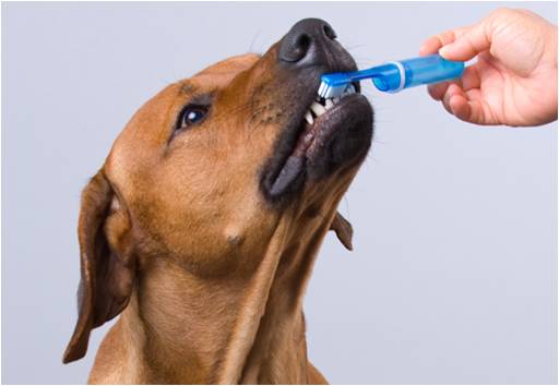 5 tips para cepillarle los dientes a tu perro
