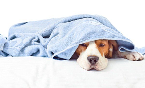 ¡La influenza ya afecta a perros, aprende a detectarla y prevenirla!