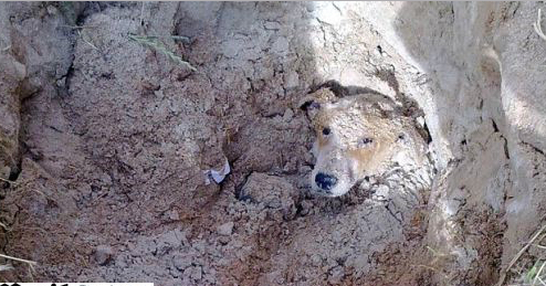 Perro enterrado vivo recibe justicia y una hermosa vida