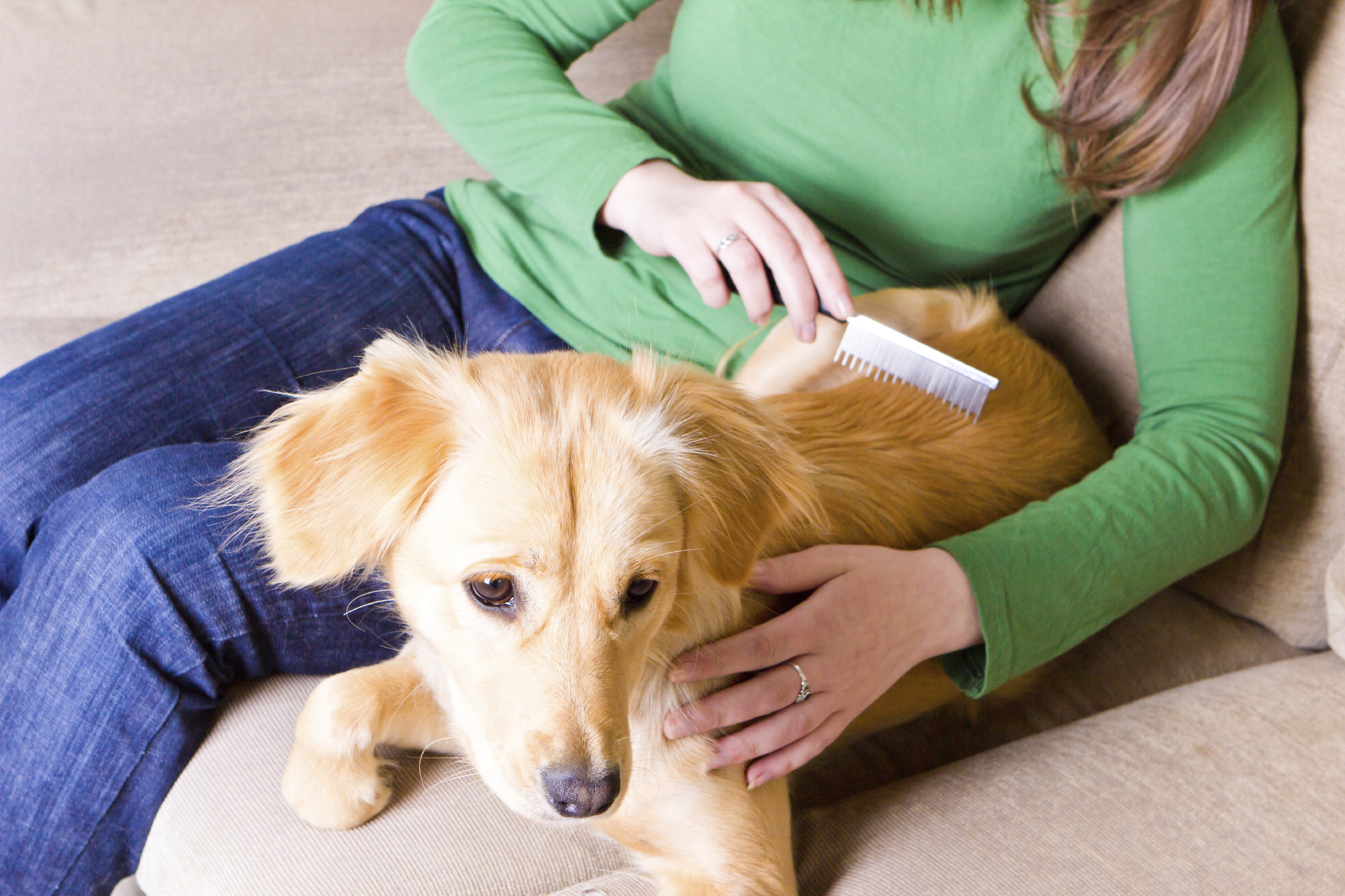 5 Consejos para cuidar el pelaje de tu perro