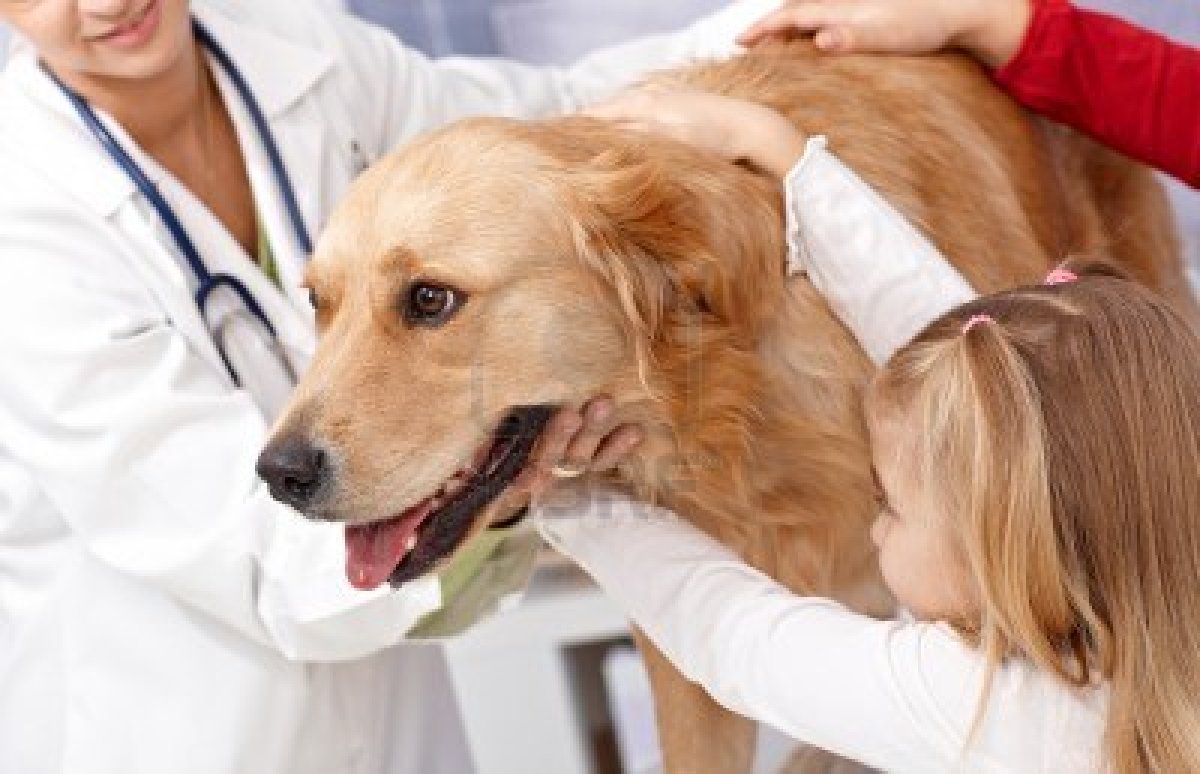 3 pasos para preparar a tu perro para el veterinario
