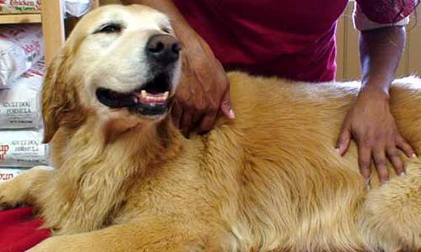 ¡Aprende a darle un masaje a tu perro!