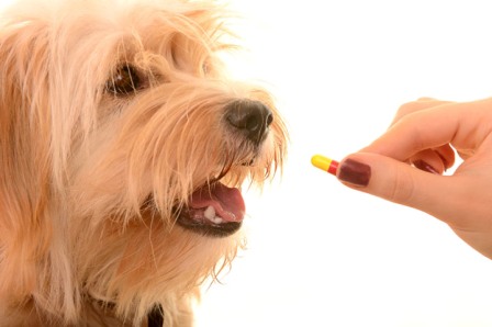 5 Consejos para darle medicamento a tu perro