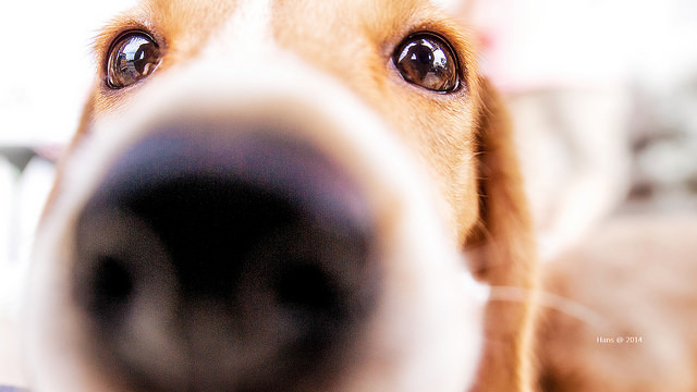 Las 10 razas de perros más obstinadas que existen