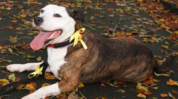 !Necesitas saber el significado de un listón amarillo en la correa de un perro!