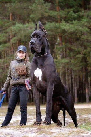 Perro Gigante 10
