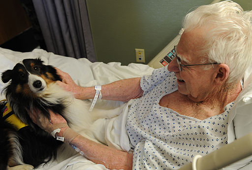Perros ayudan pacientes con Cancer