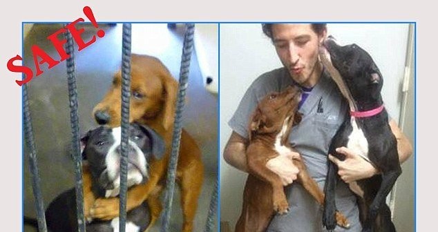 Foto de dos perros abrazados los salva de ser sacrificados!