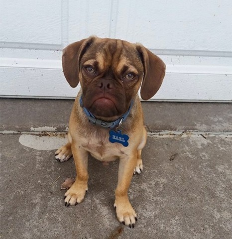 Grumpy Dog Earl
