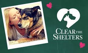Clean the Shelters