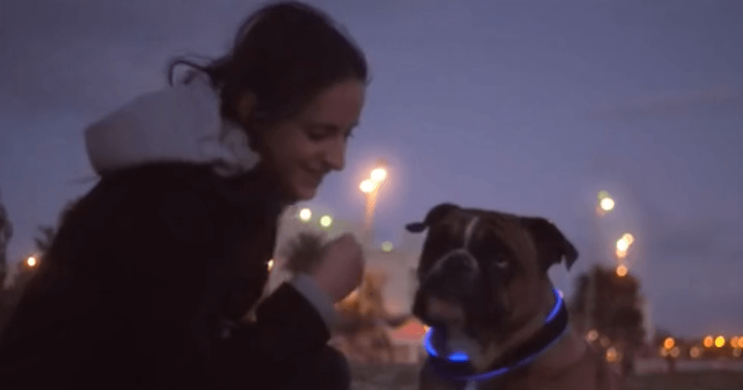 Conoce a “buddy”, el primer collar inteligente para tu perro