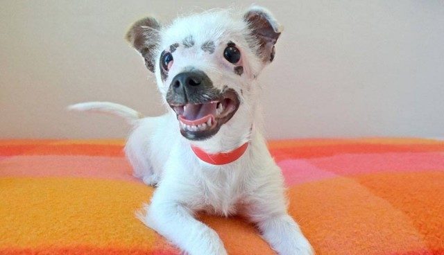 Creían este cachorro nunca sería adoptado por sus cicatrices, pero estaban equivocados.