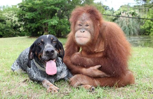 Perro ayuda a Orangutan