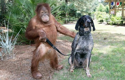 Perro ayuda a Orangutan