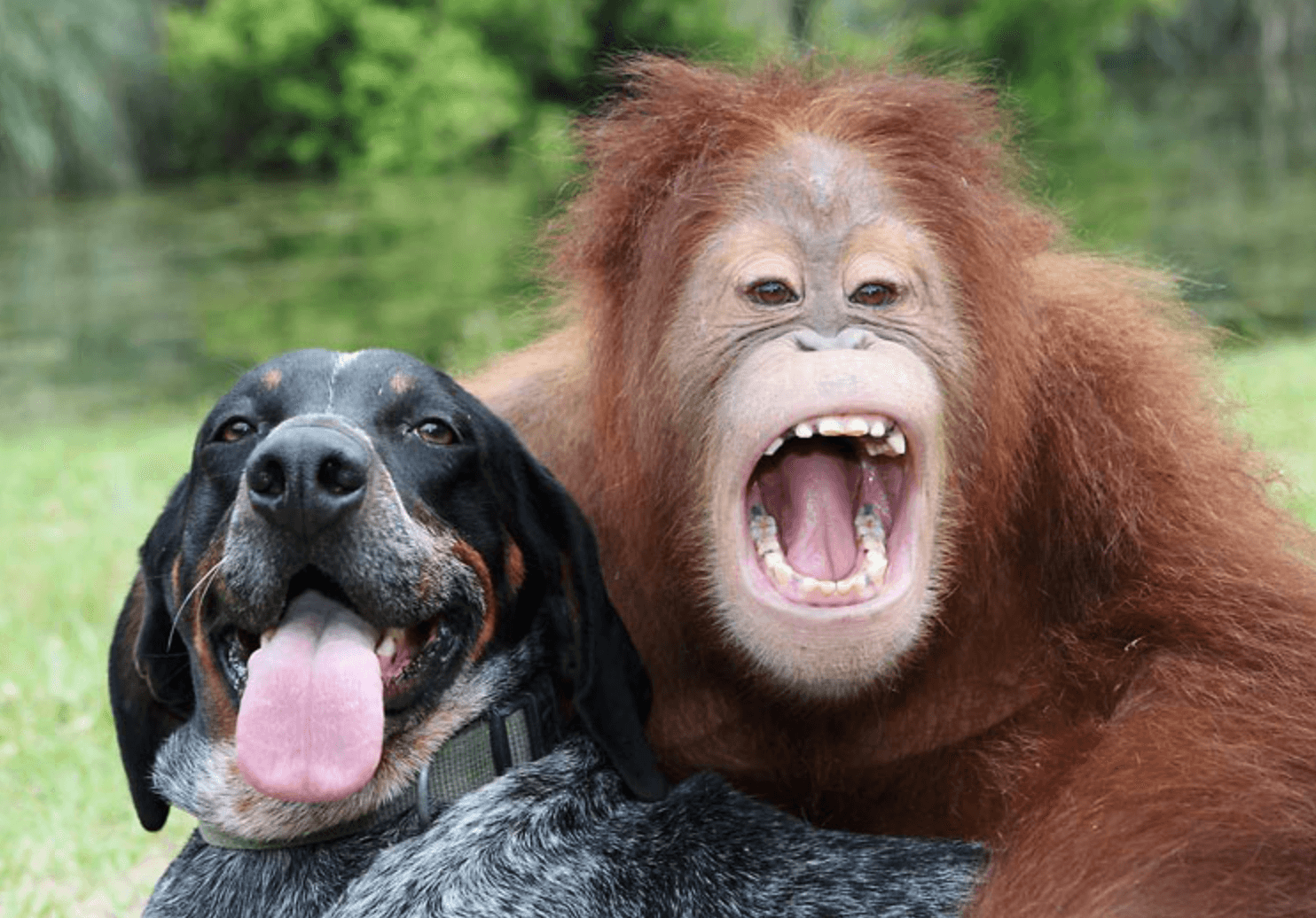 Perro abandonado salva a Orangután de morir de Tristeza