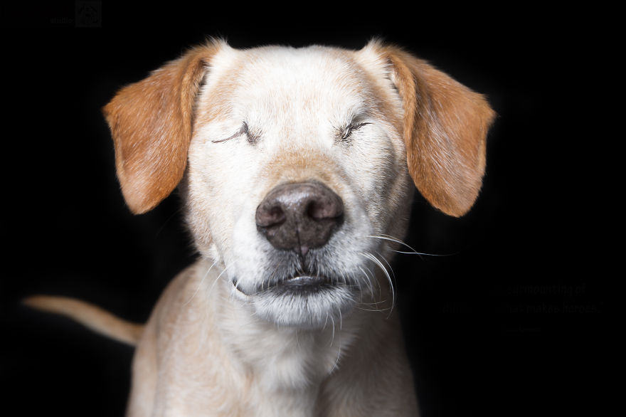 Fotógrafo capta belleza de 10 perros con discapacidad