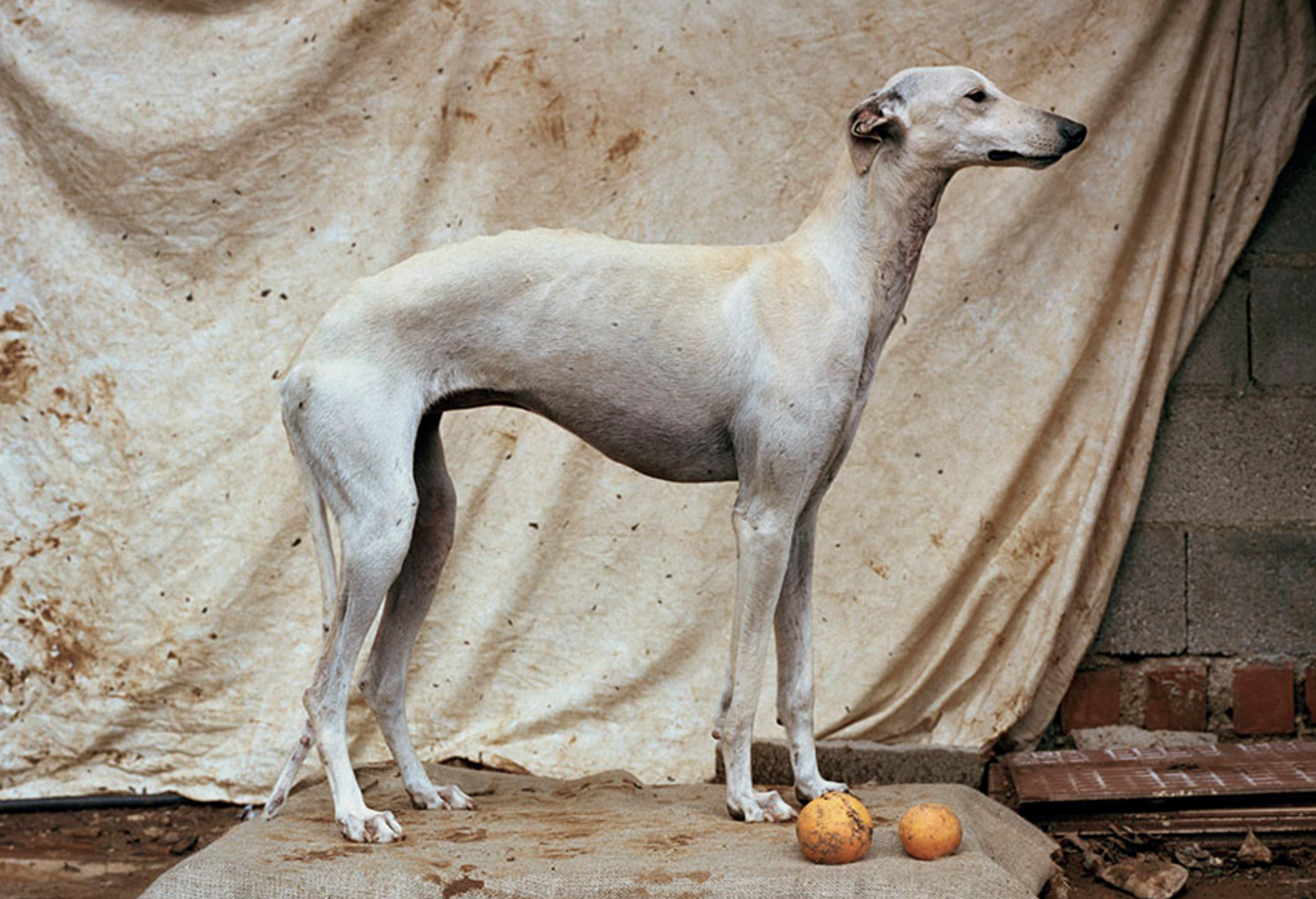 Fotógrafo hace homenaje a perros de caza abandonados en España