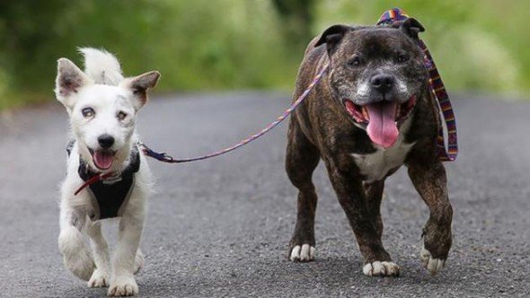 Perro y amigo ciego que ayudó a sobrevivir en la calle son adoptados juntos!