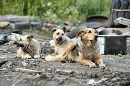 Bogotá aprueba atención veterinaria gratuita para perros y gatos de la calle