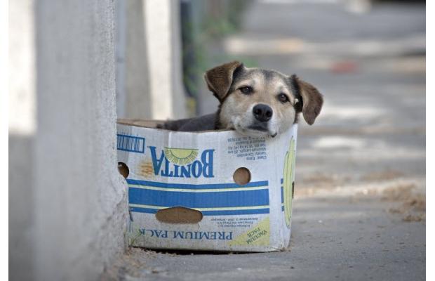 Datos alarmantes de perros en calle de 4 ciudades Latinoamericanas