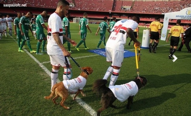 Perros-Sao Paulo-Brasil-Fútbol