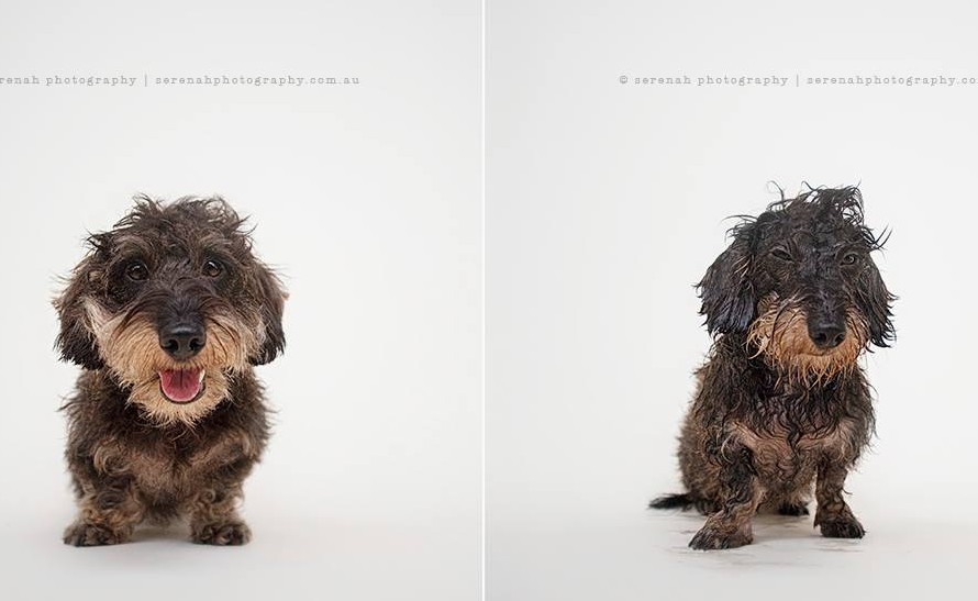 Captan maravillosamente cambios de personalidad en perros antes y después de bañarlos