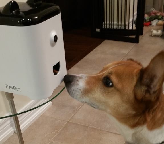 Conoce el robot para monitorear y darle premios a tu perro