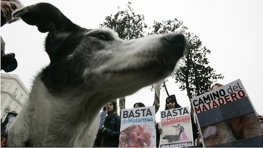 Portugal prohibe tener mascotas a quien cometa maltrato animal